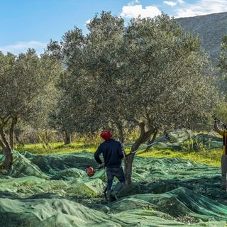 Olivenernte in Spanien. Symbolfoto