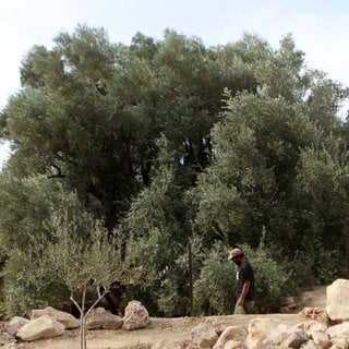 Westjordanland, ältester Olivenbaum Palästinas nahe Bethlehem. Archivfoto