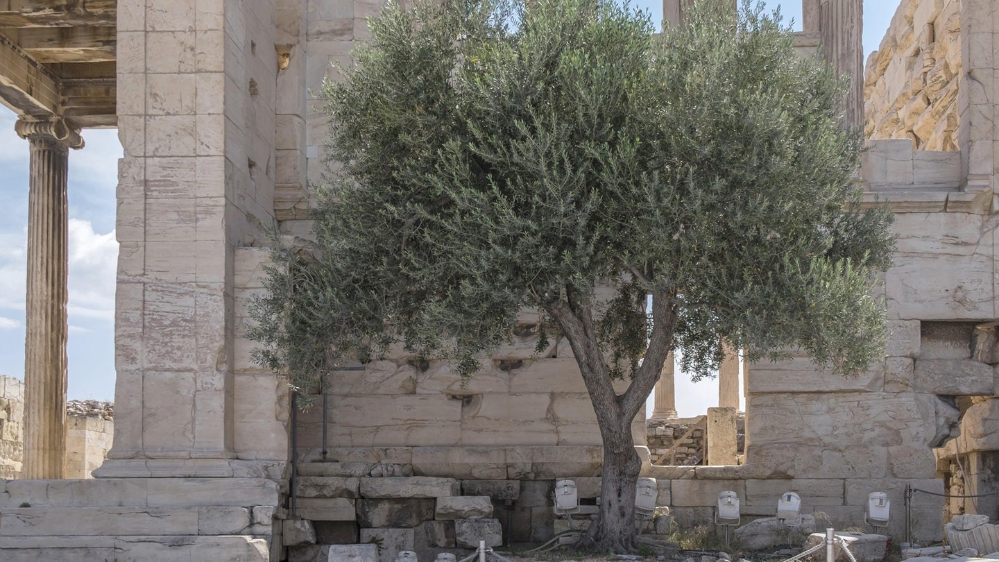 Olivenbaum im Temenos des Pandroseion, Akropolis, Athen, Griechenland, Europa. Archivfoto