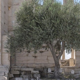 Olivenbaum im Temenos des Pandroseion, Akropolis, Athen, Griechenland, Europa. Archivfoto