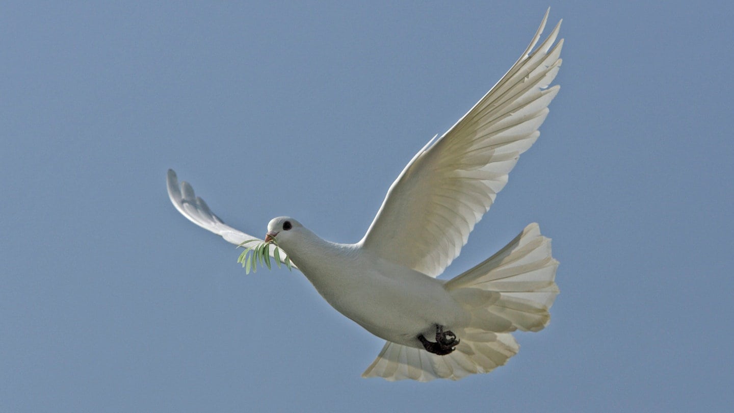 Friedenstaube, fliegender Vogel mit Olivenzweig im Schnabel. Archivfoto