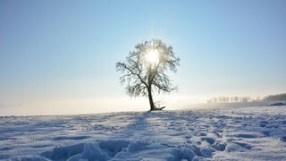 Sunrise behind a tree on a cold snowy winter day