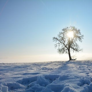 Sunrise behind a tree on a cold snowy winter day