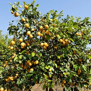 Hain mit Zitronenbäumen (Citrus × limon) in der Nähe von Siracusa, Syrakus, Sizilien, Italien, Europa