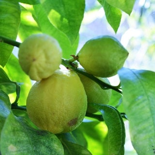 Bergamotte (Citrus bergamia)