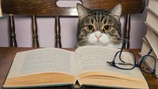 Eine Katze mit Brille vor einem Stapel Bücher