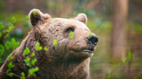 Ein Braunbär im Wald