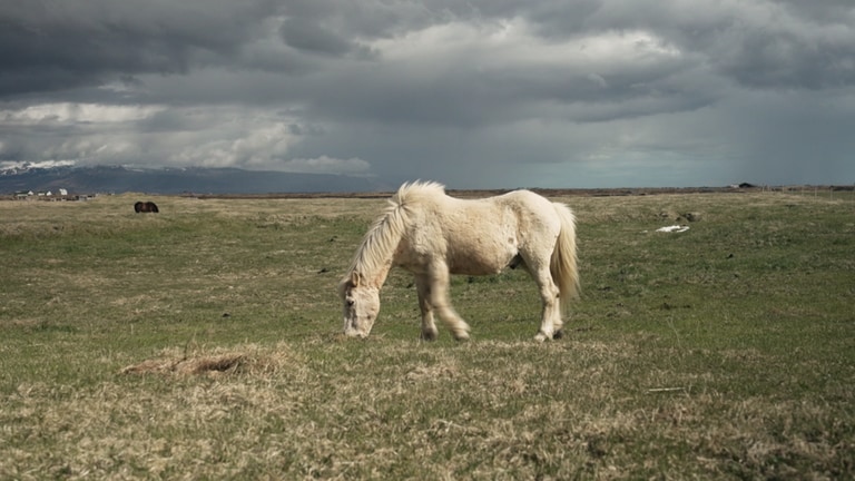 Isländer Pferd auf Wiese