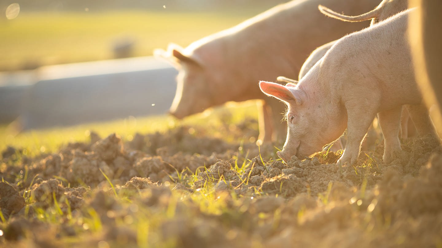 Schweine fressen auf einer Wiese.