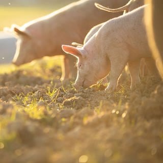 Schweine fressen auf einer Wiese.