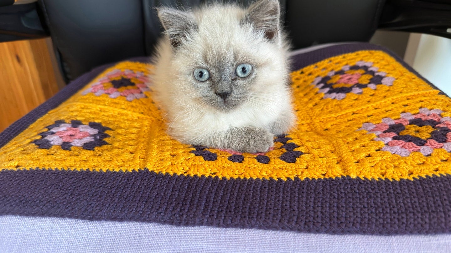 weiße junge British Kurzhaar Katze