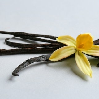 Vanilla sticks and flower on light background