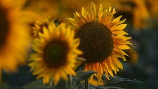 Sonnenblumen