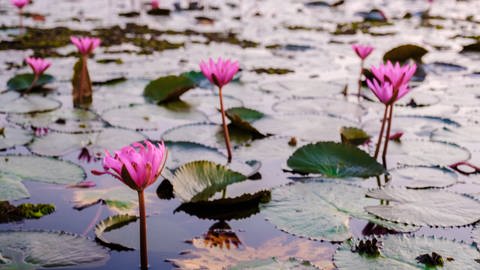 Lotus-Blüten im Wasser