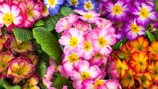 Frühlingsblumen - Primeln