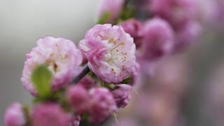 Mandelblüte: Rosa Blüten am Ast eines Mandelbaums