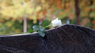 Weiße Rose auf einem Grabstein