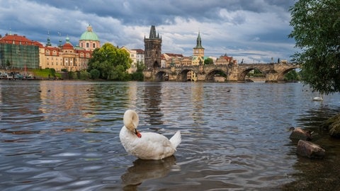 Schwan schwimmt in Prag auf der Moldau. Im Hintergrund die Prager Altstadt mit der Karlsbrücke.