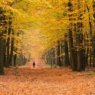 Symbolbild für den Song des Monats: Eine Person ist im November-Herbstlaub spazieren