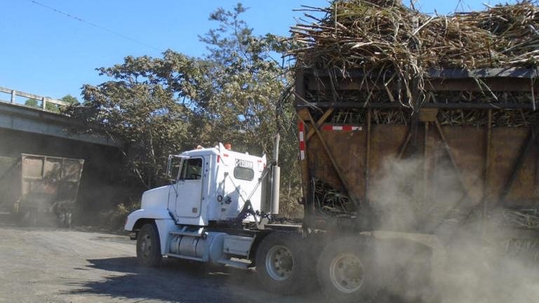 Das Zuckerrohr wird in großen Lastwagen zu den Verarbeitungsfabriken transportiert.