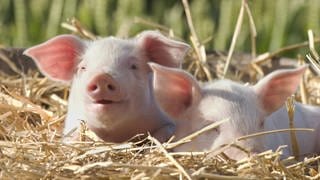 Ferkel: früher Trostpreis, heute Glückssymbol