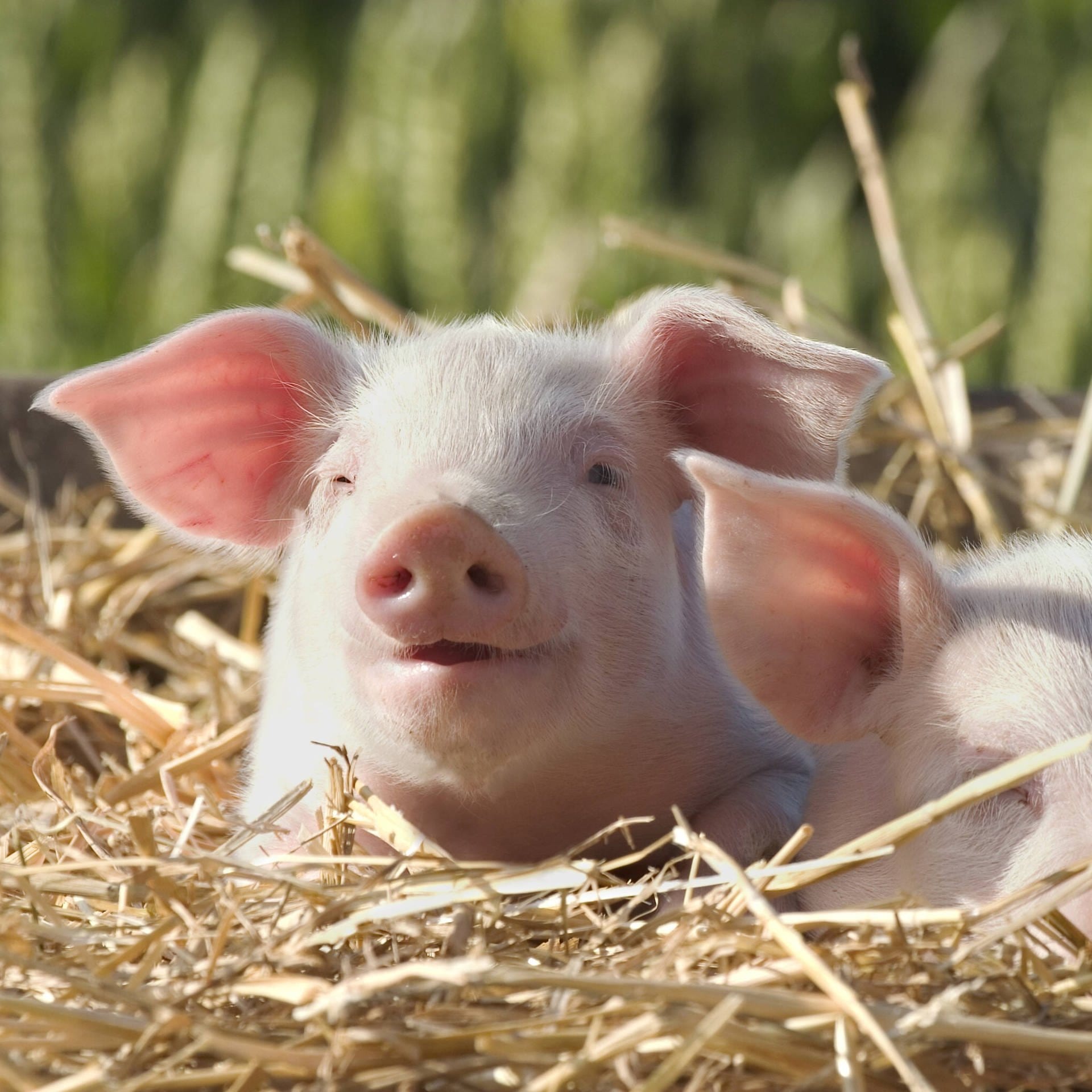 Warum sagt man "Schwein gehabt"?