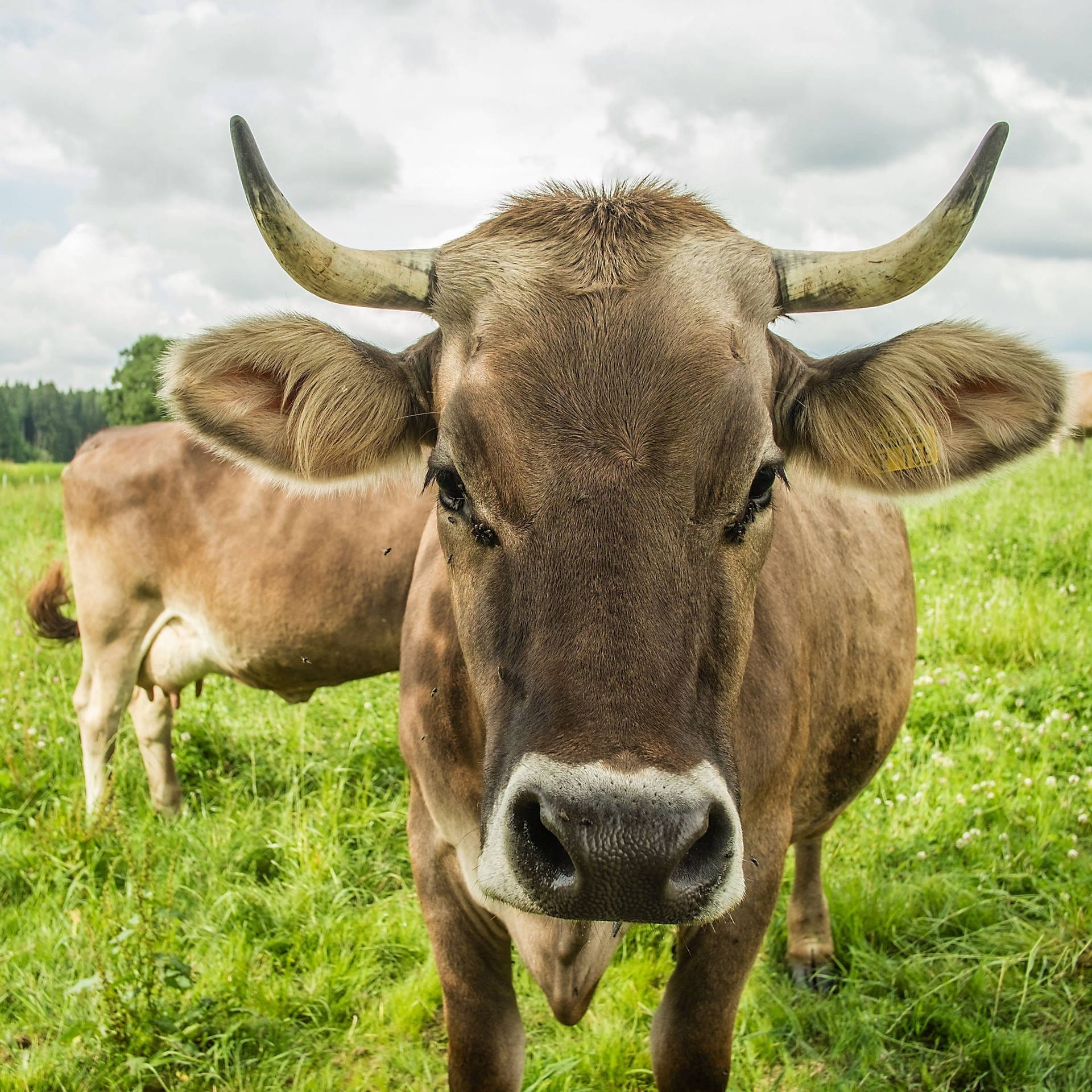 Warum Kühe Hörner brauchen