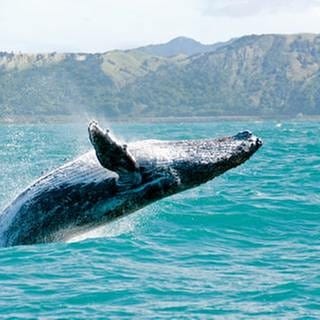 Schwergewicht der Meere – Der Wal