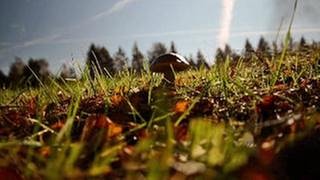 Einzelner Pilz im Gras vor Tannen