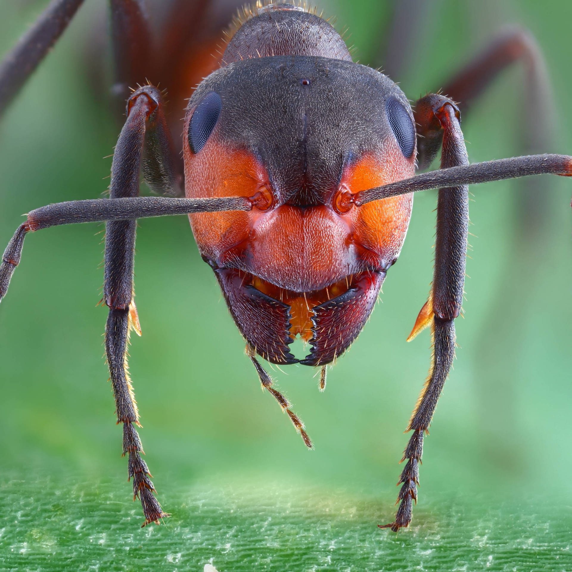 Ameisen – Sprengmeister und Sklavenhalter