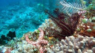 Löchriger Seestern und Kometenstern in einem Korallenriff in Indonesien