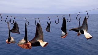 Hai-Finning, auch als Shark-Finning bekannt, in Mexiko