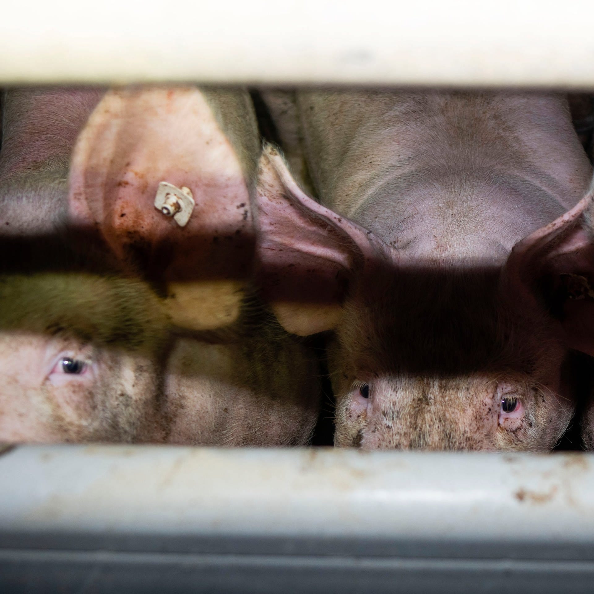 Corona und die Schweinekrise – Chance für mehr Tierschutz?