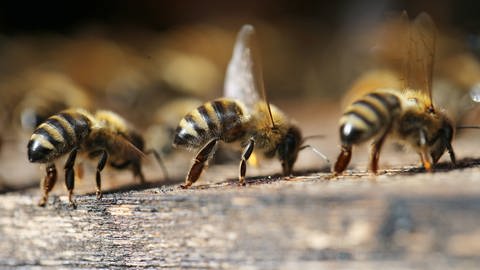 Das Verhalten von Bienen ist ein Beispiel für "Social Distancing" im Tierreich; sie meiden kranke Artgenossinnen. Im Bild wedeln sie mit ihren Flügeln frische Luft in den Bienenstock
