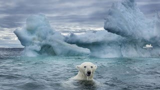 Eisbär im Nunavut Territory  Kanada