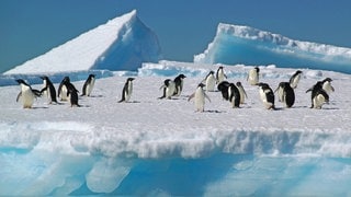 Adeliepinguine (Pygoscelis adeliae) auf einem Eisberg; Cierva Cove  Antarktis