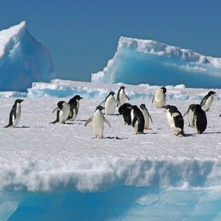 Adeliepinguine (Pygoscelis adeliae) auf einem Eisberg; Cierva Cove  Antarktis