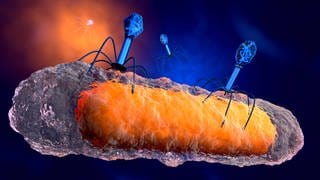 Bakteriophagen greifen ein Bakterium an