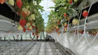 Forschungsgewächshaus: Erdbeer-Kästen sind nach rechts und links verschiebbar. Für die Ernte schiebt man zwei Reihen auseinander. So wird der Ertrag pro Quadratmeter höher.
