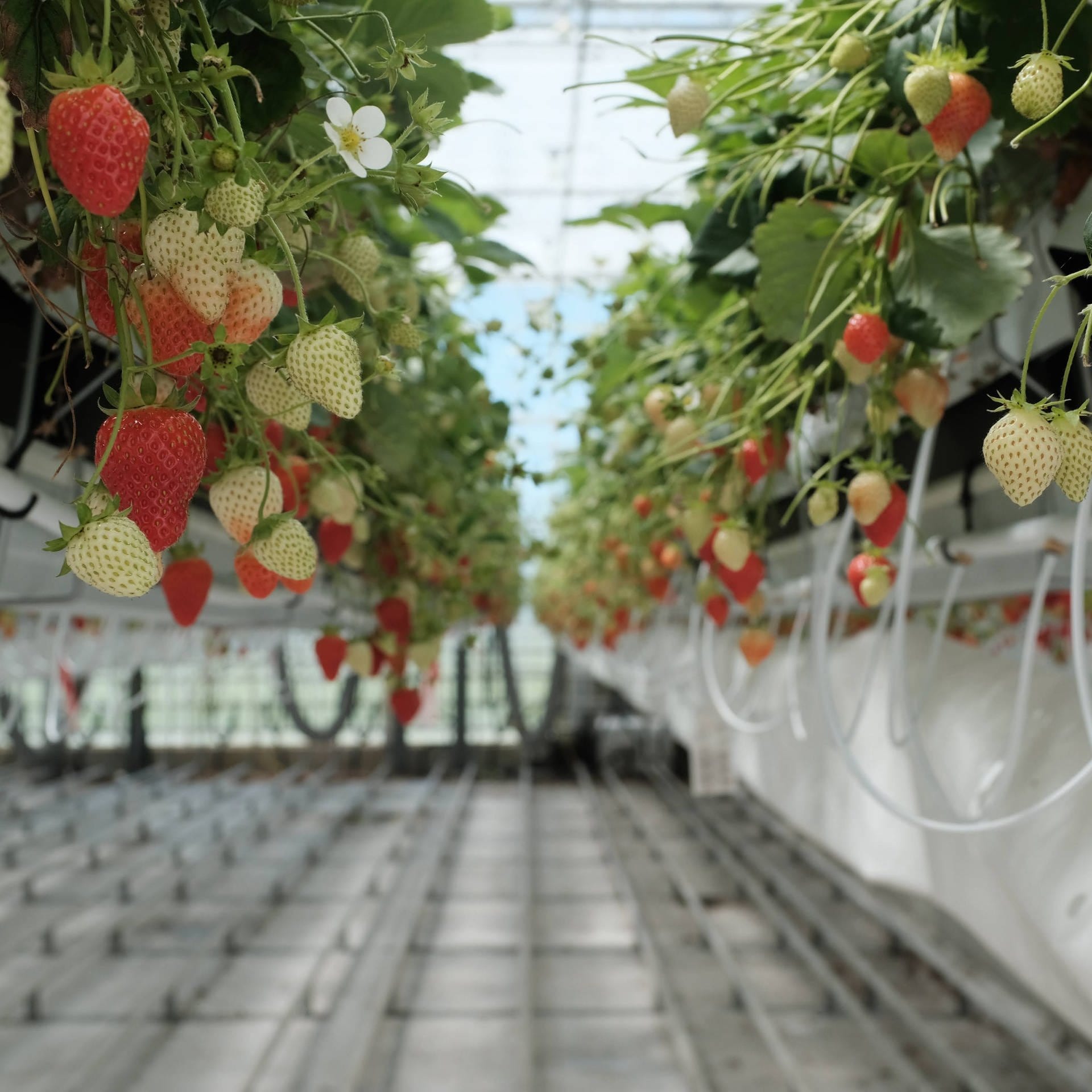 Gemüse aus dem Hightech-Gewächshaus – Wie Holland die Agrarwirtschaft optimiert