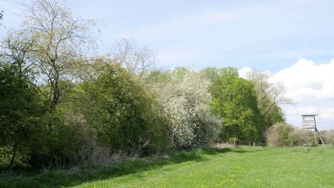 Eine Naturhecke mit heimischen Gehölzen wie Schlehe, Weißdorn, Hainbuche und Haselsträuchern unweit des Thünen-Instituts in Braunschweig