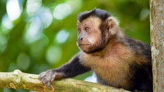 Ein Schwarzer Kapuzineraffe klettert in einem Baum im Regenwald bei Rio de Janeiro  Brasilien: Ein toter Affe im Wald lässt die Alarmglocken schrillen. Könnte ein Virus unterwegs sein, das auch für Menschen gefährlich ist?