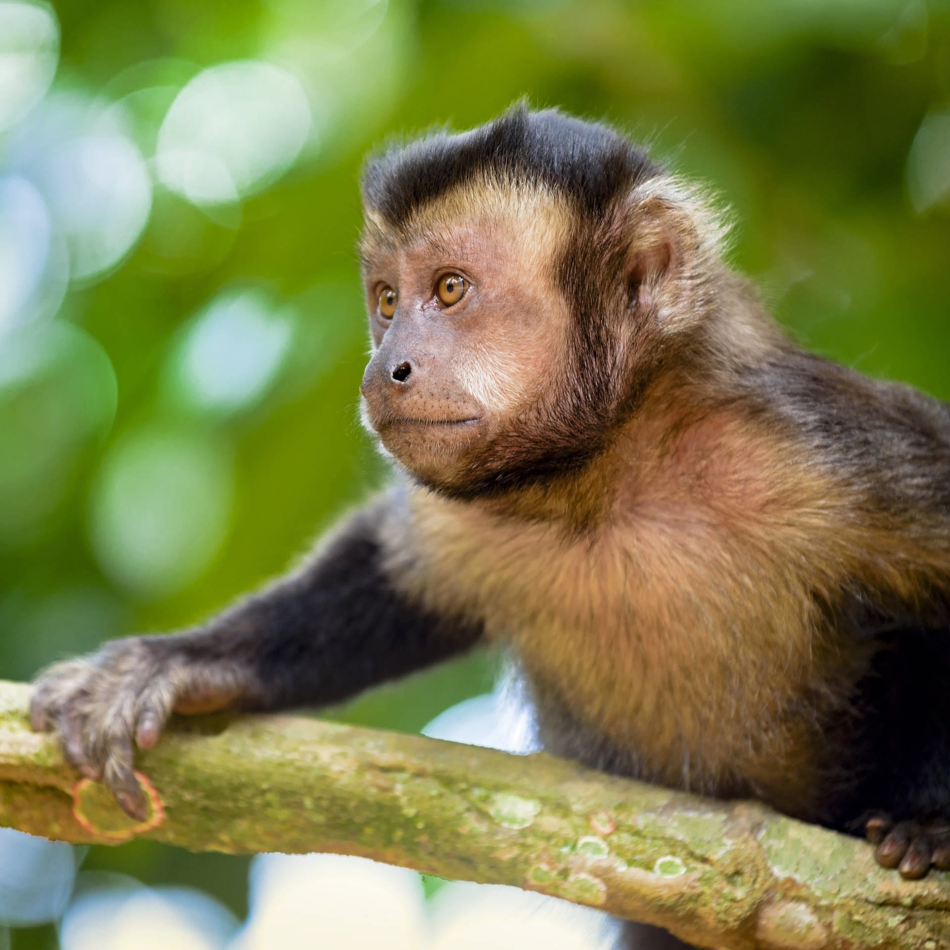 Viren bei Wildtieren – Mit Biologen unterwegs in Brasilien