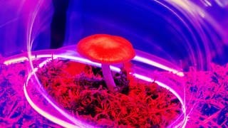 Drogen wie Psilocybin, das in einigen Pilzarten vorkommt, können bei Depressionen und Ängsten helfen. Darauf deuten erste Studien zu diesem Thema hin.