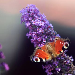 Insekten-Welt in Fürstenried München, im Bild: Tagpfauenauge - brauner, gemusterter Schmetterling sitzt auf lila Fliederblüte
