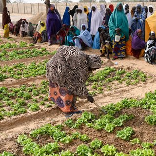 Frauen hacken und jäten Unkraut auf einem Feld: Ein Projekt in Maradi  Niger zur Armutsbekämpfung und Anpassung an den Klimawandel: Gemüsegarten mit Bewässerung durch Solar-Panel für Wasserpumpe,