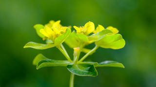 Vielfarbige Wolfsmilch (Euphorbia epithymoides): Die Pflanze galt lange als Unkraut, das stört, Platz wegnimmt oder Nutzpflanzen schädigt. Unkraut wurde vernichtet, oft mit chemischen Mitteln, die wiederum der Umwelt schaden. Heute weiß man, dass viele vermeintliche Unkräuter nützlich sind. 