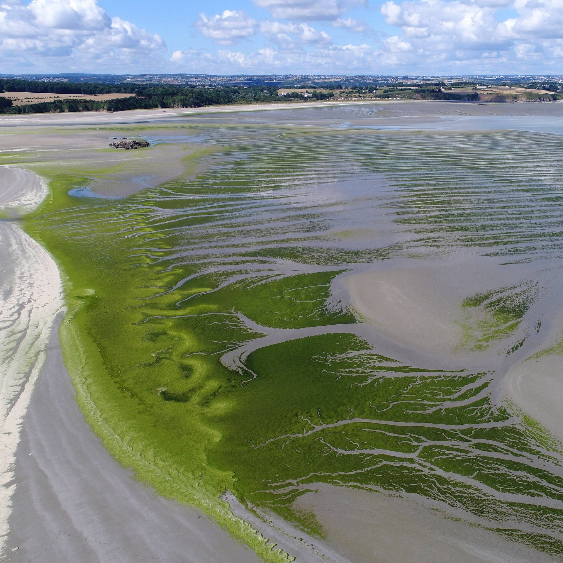 Grünalgenplage in der Bretagne – Tödliche Gefahr am Strand