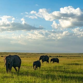 Elefanten in Kenia