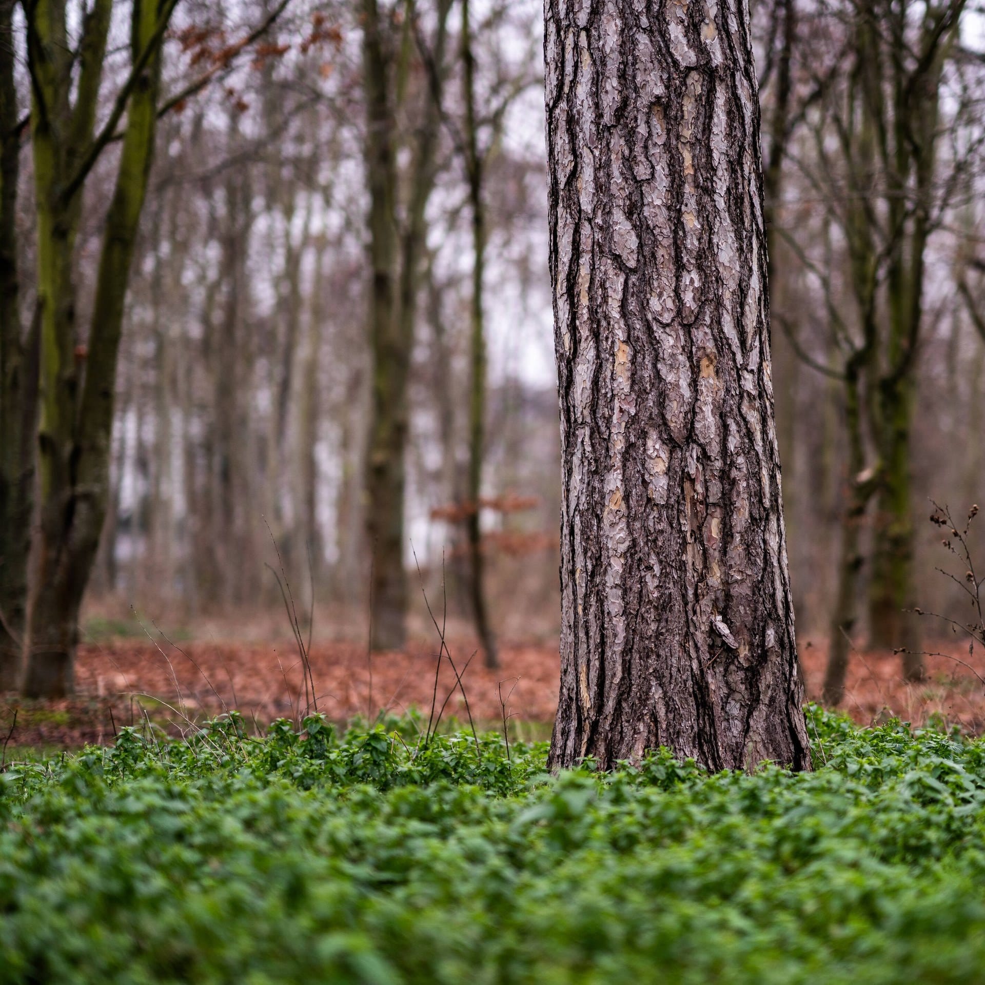Kahlschlag im Wald – Frankreichs Forstpolitik am Pranger